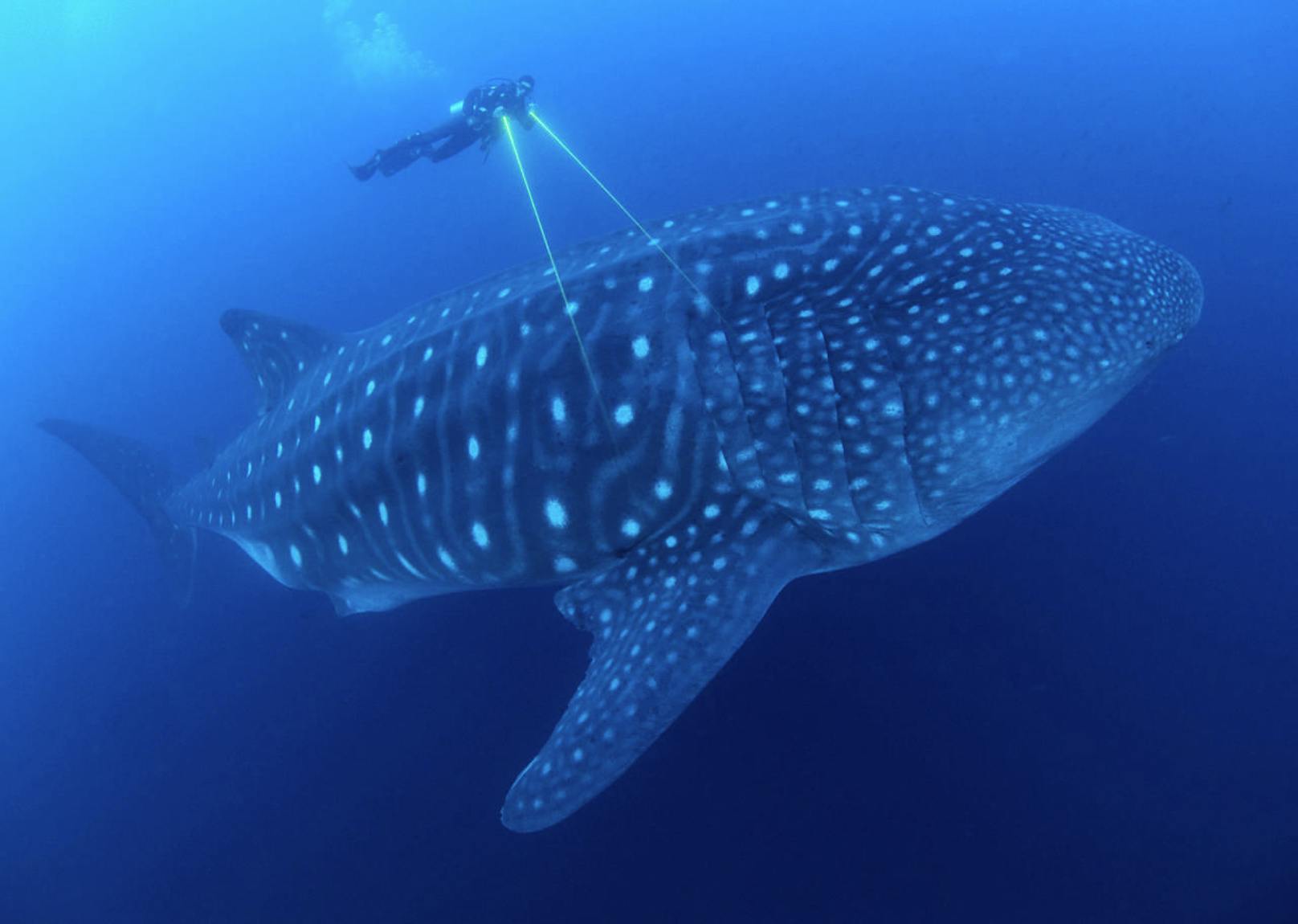 Per Laser soll ein Walhai vermessen werden. 20 Meter lang und 20 Tonnen schwer, ist er der größte Fisch in den Weltmeere.