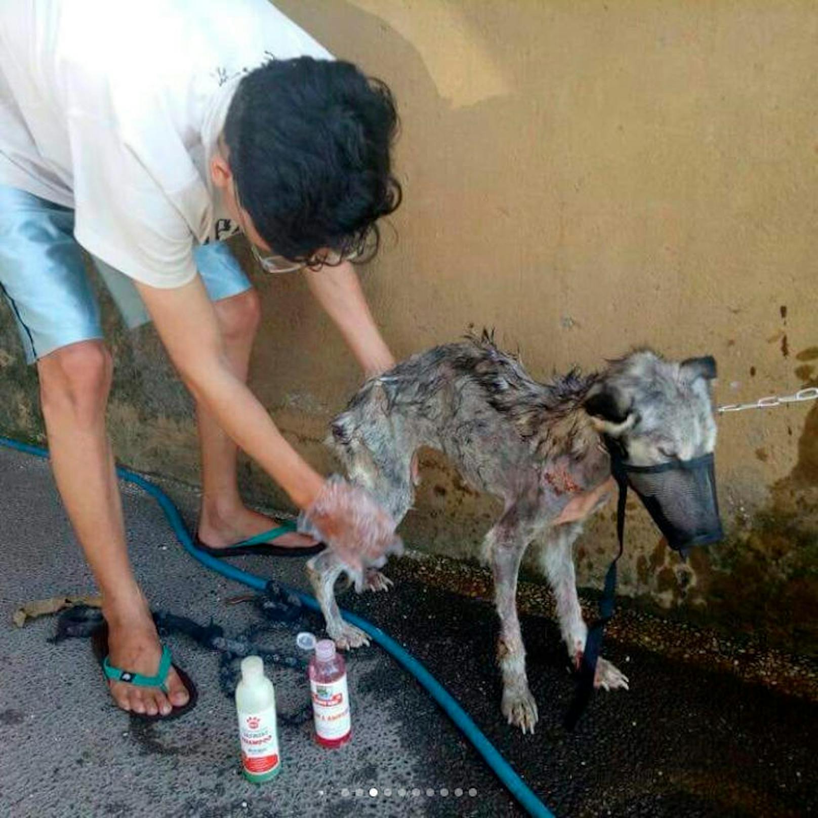 Rico Soegiarto rettete diesem Straßenhund das Leben: Seine wundersame Genesung in Bildern.