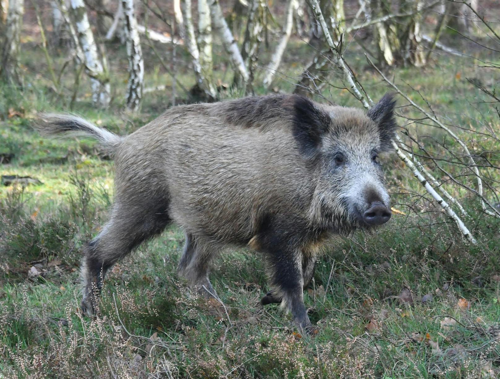 Bei rund 191 Wildschweinen wurde die afrikanische Schweinepest bereits festgestellt.
