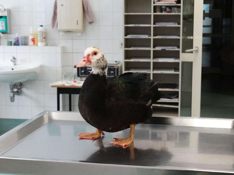 Jetzt wird die Warzenente im Wiener Tierschutzverein aufgepäppelt, der Besitzer wird gesucht!