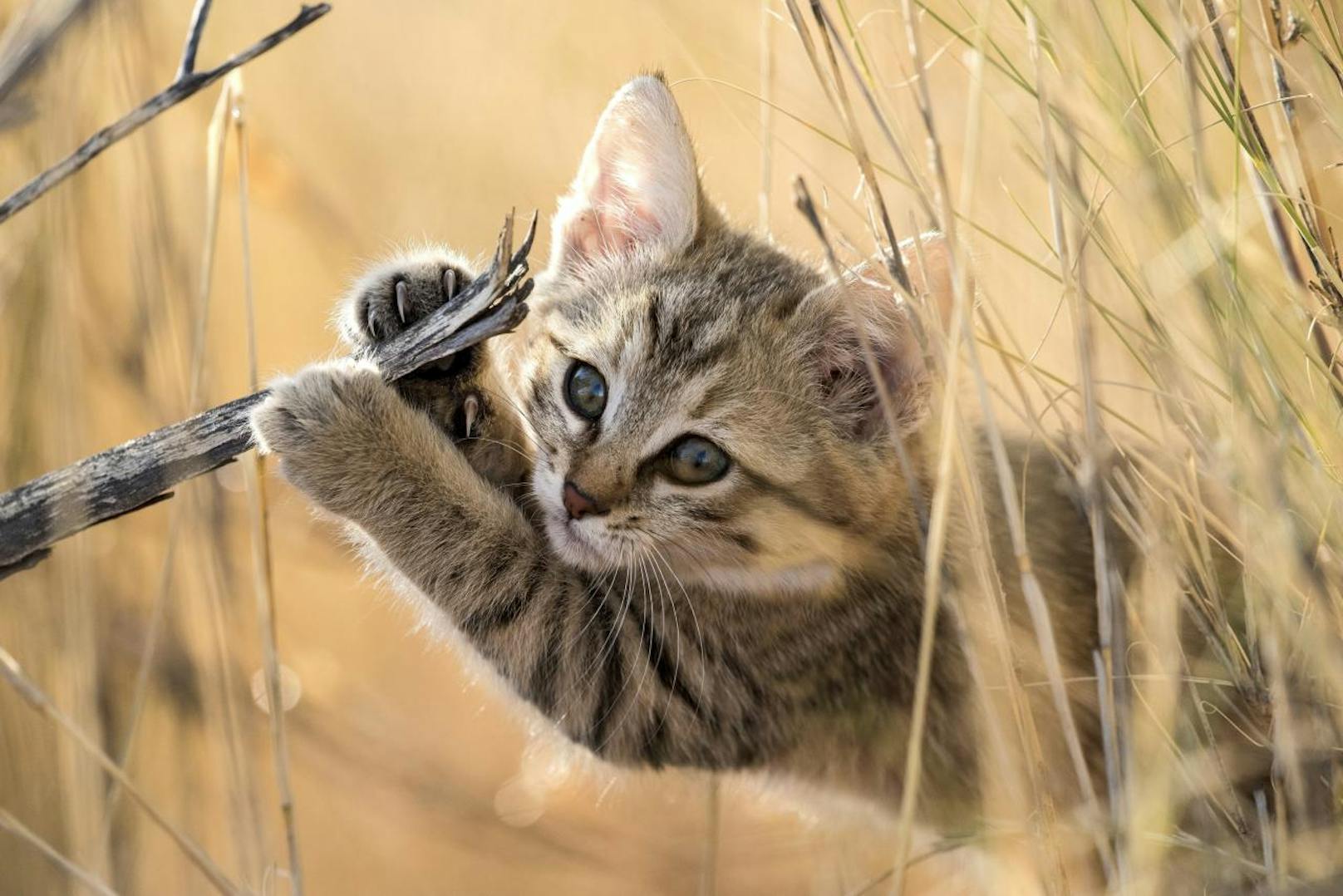 Der Nachwuchs der Falbkatzen, auch Afrikanischen Wildkatzen, sieht einem normalen Stubentiger sogar ziemlich ähnlich. Der Grund ist simpel: Diese Art ist der alleinige Vorfahre unserer heutigen Hauskatzen.