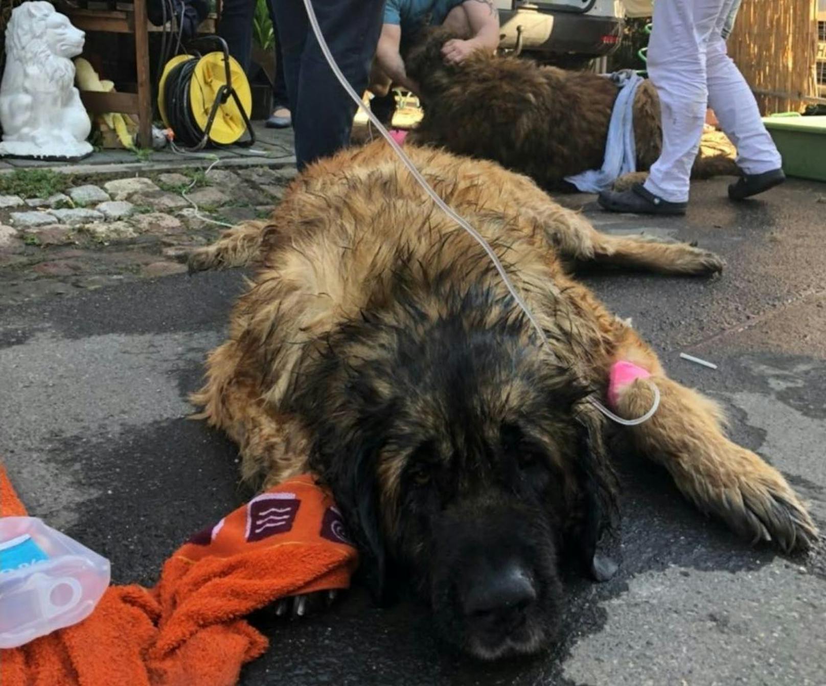 Drei Hunde haben am Freitag (20. April) die Fahrlässigkeit ihres Besitzers in der deutschen Gemeinde Hamm am Rhein mit dem Leben bezahlt. Sie starben einen qualvollen Hitzetod.