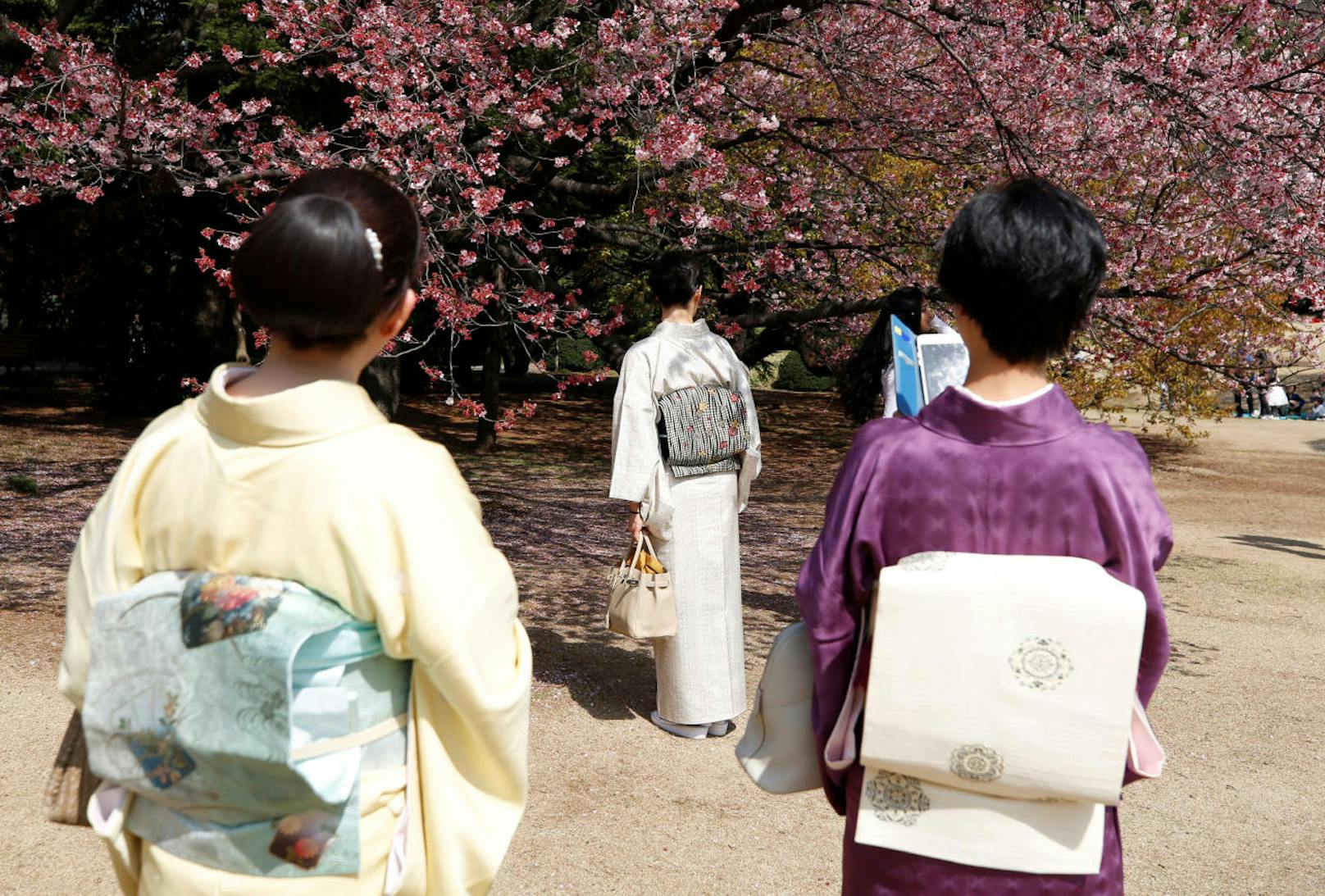 Besonders zur Zeit der Kirschblüte ("Kanzakura") ist der Shinjuku Gyoen Garden ein beliebtes Ausflugsziel bei Touristen und Einheimischen.