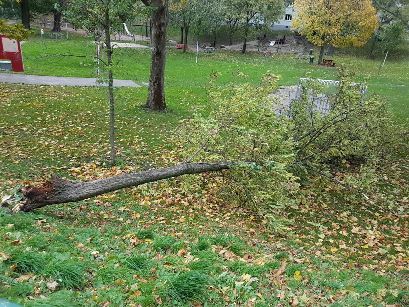 21. Bezirk: Im Freilighrath Park hielt ein Baum den Orkanböen nicht stand. 