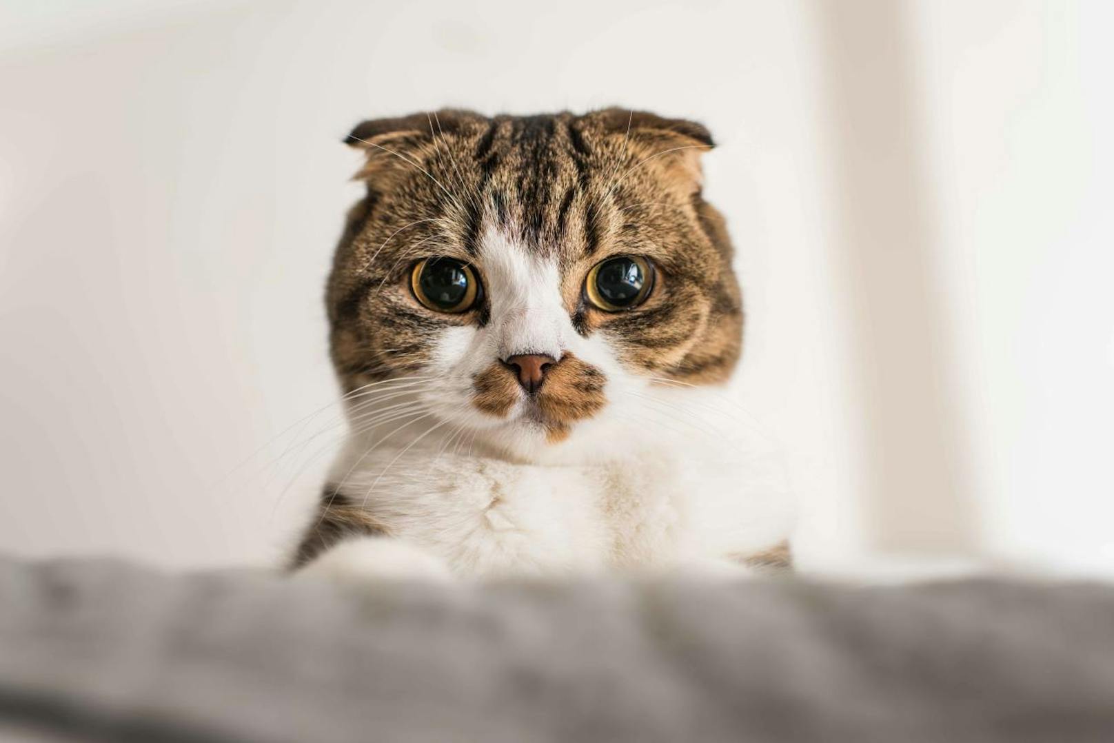 Nicht immer nur "mürrisch": Fotograf Andrew Marttila zeigt Katzen-Porträts mit Emotionen.