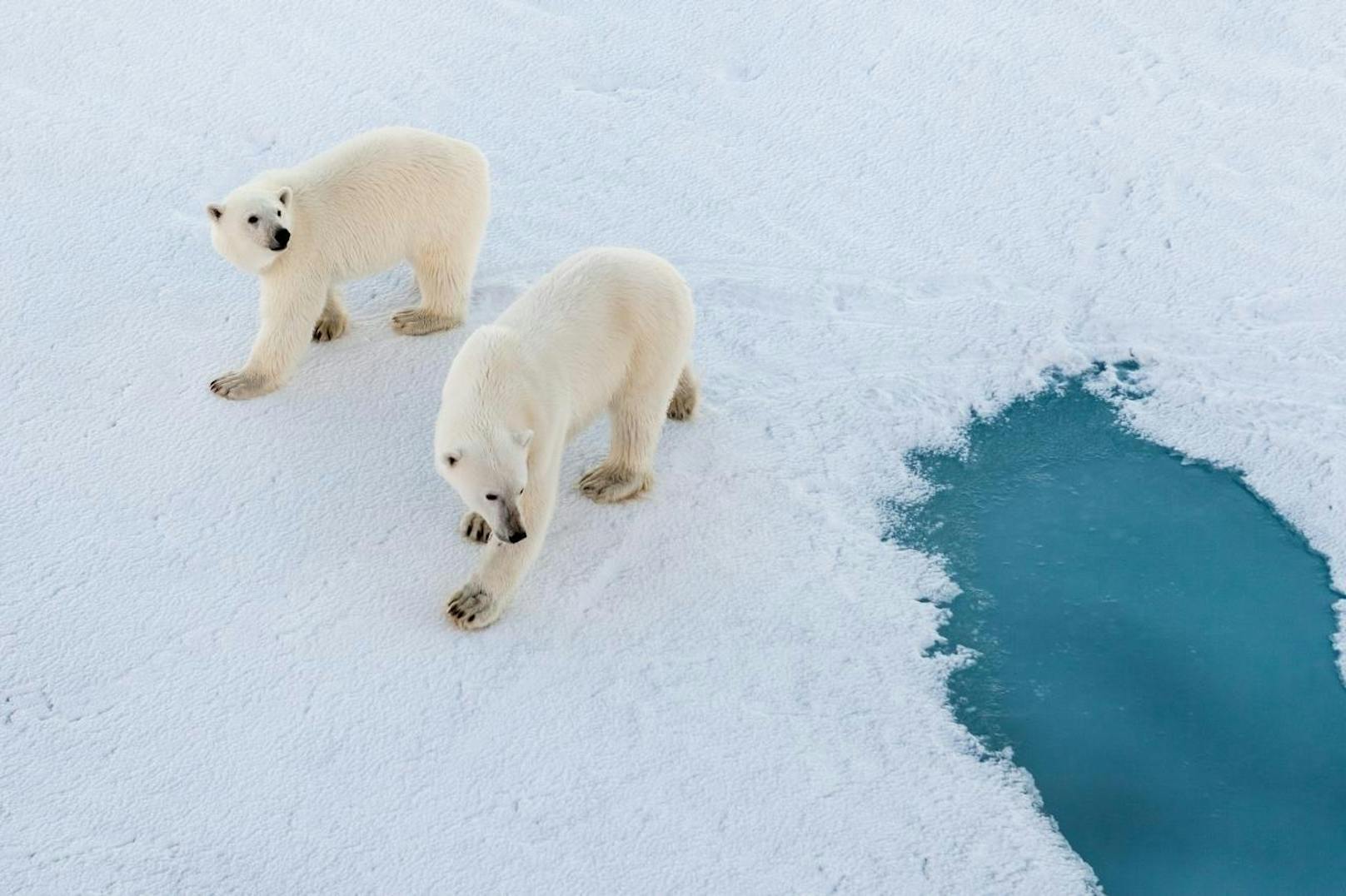 Im ewigen Eis werden die Forscher sich weniger auf die arktischen Wildtiere ... (Im Bild: zwei Eisbären auf dem Meereis des Arktischen Ozeans, 2015)