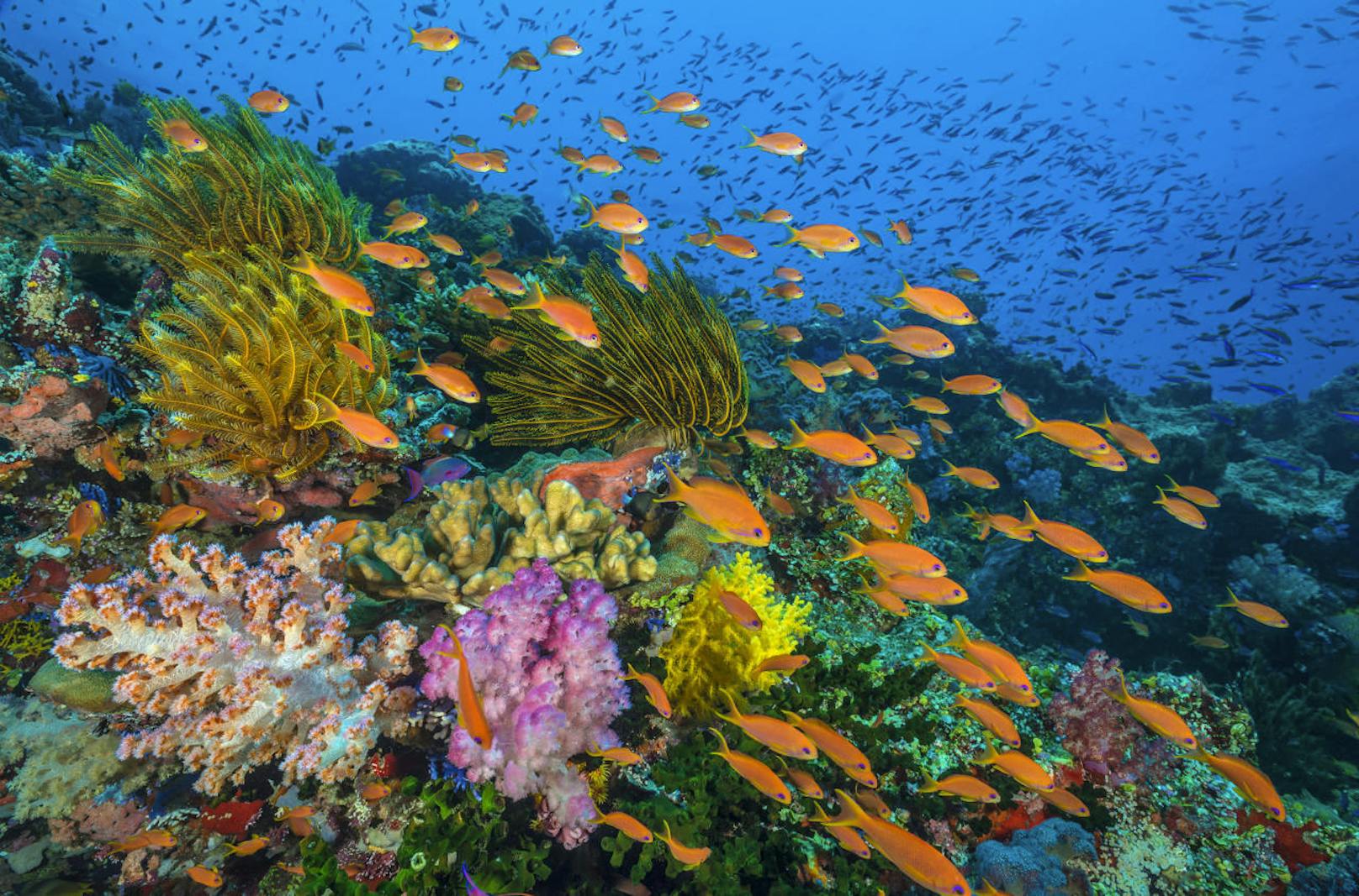 "Der Blaue Planet (3) - Faszination Korallenriff", 5.3.18, 20.15 Uhr, ARD: Die größten Bauwerke der Erde bestehen aus Kalk und sind nicht vom Menschen errichtet: Korallenriffe. Hier lebt ein Viertel aller bekannten Meerestierarten.