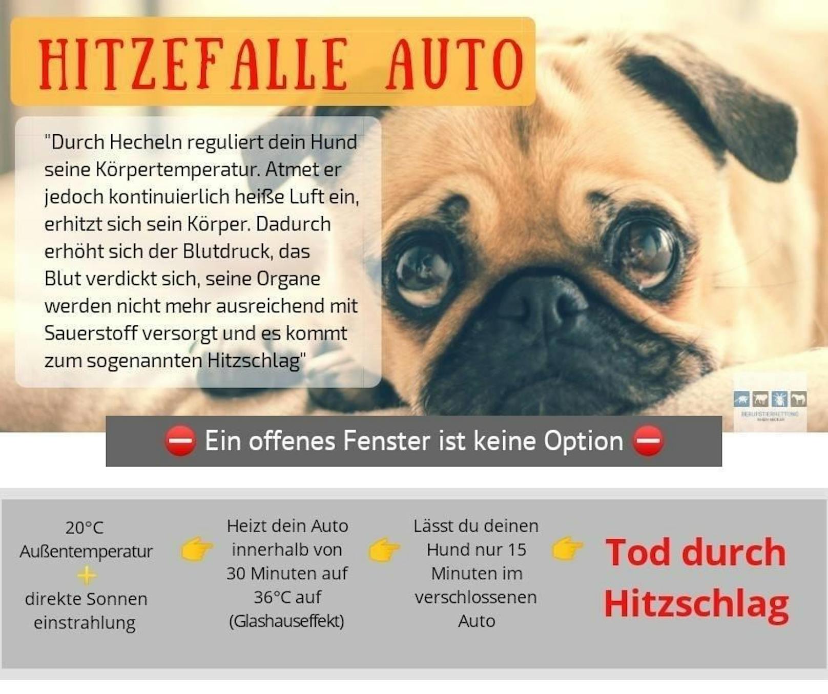 Immer wieder geraten besonders Kleinkinder und Hunde bei Sommerhitze in geschlossenen Autos in Lebensgefahr, trotz aller Warnungen. Auch die Berufstierrettung Rhein-Neckar informiert über die "Hitzefalle Auto".