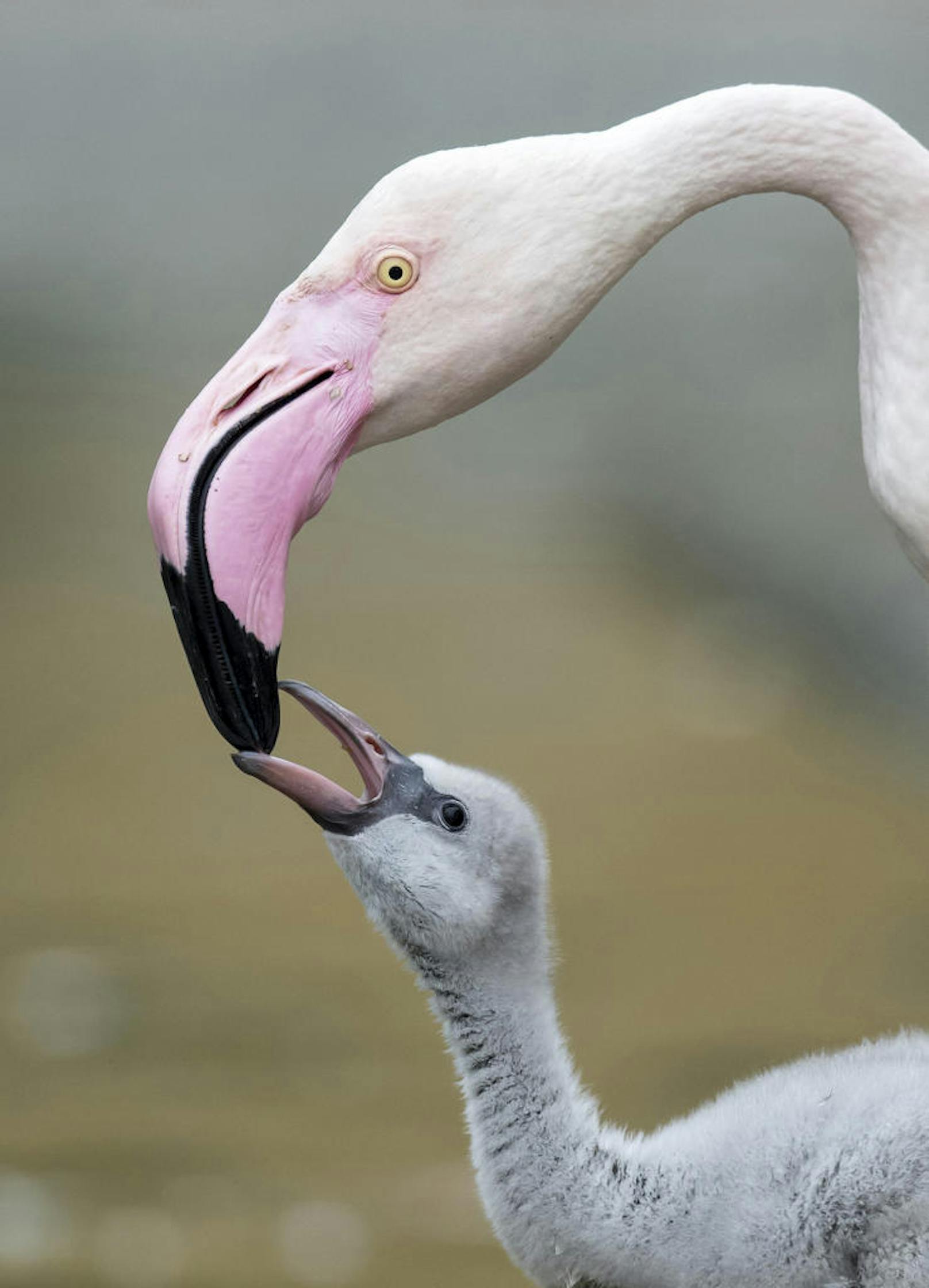 Hunger! Das kleine Flamingoküken wird gefüttert.