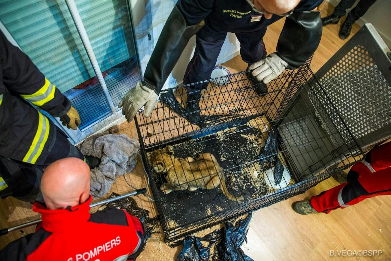 Die Pariser Feuerwehr rettete den halb verhungerten Löwen und übergab ihn an einen Tierschutzverein.
