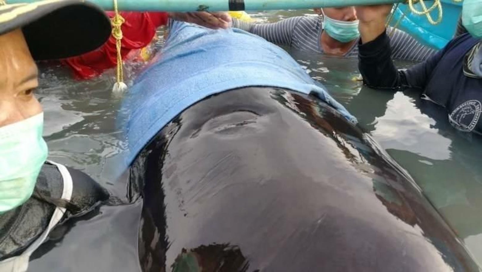 Am 1. Juni wollte die thailändische Küstenwache einen Wal retten. Das Tier starb kurz darauf.