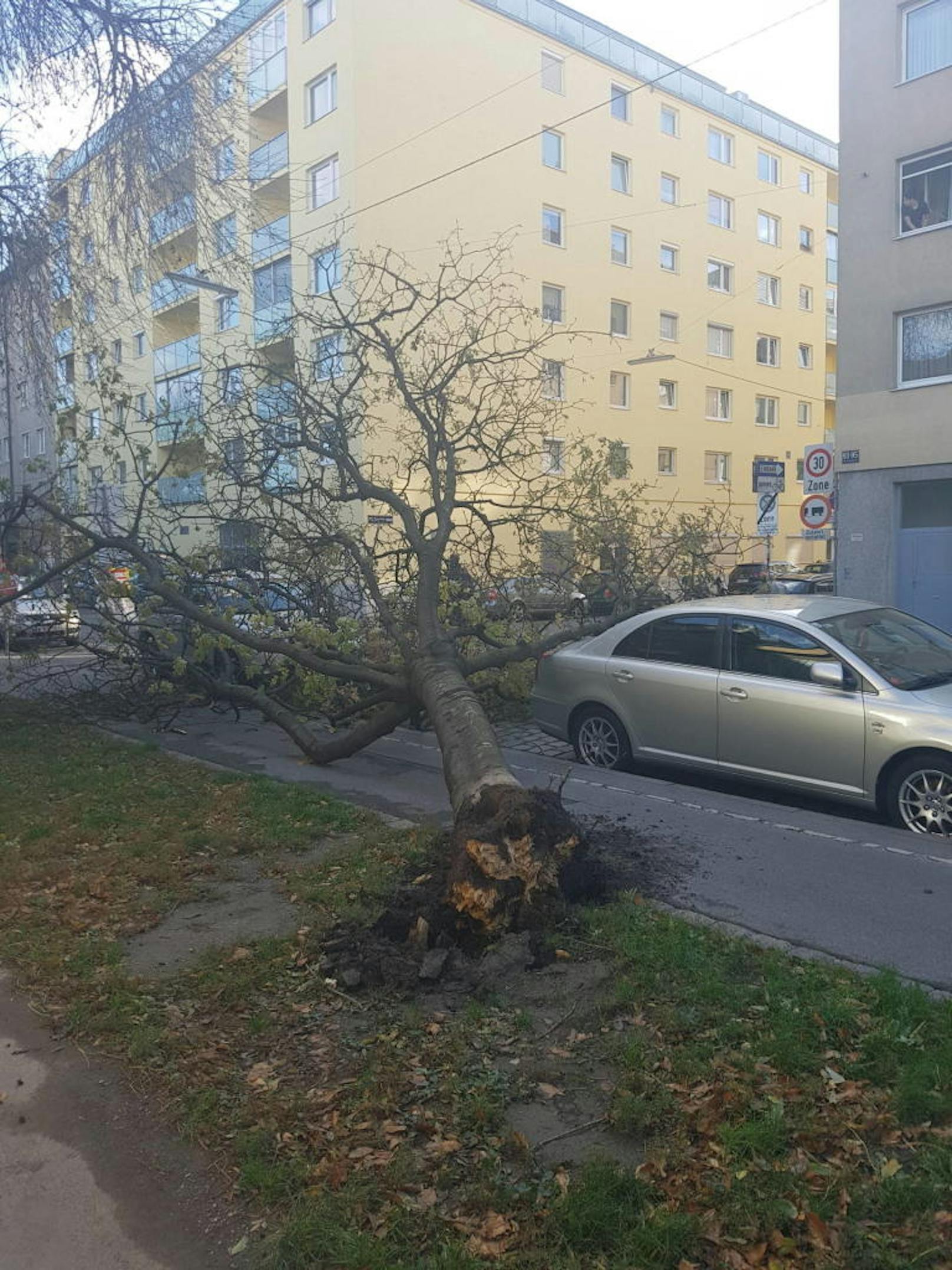Siegfried hielt diesen komplett entwurzelten Baum auf der Nordwestbahnstraße in Wien-Brigittenau fest