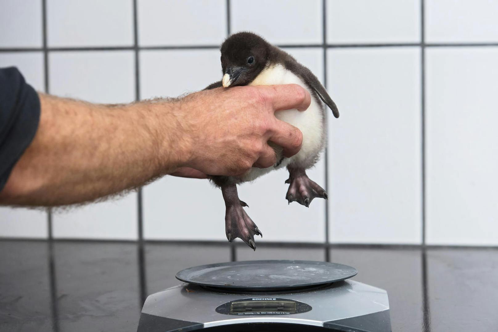 Erst nach der ersten Mauser verlieren die Pinguine ihr flauschiges Federnkleid.
