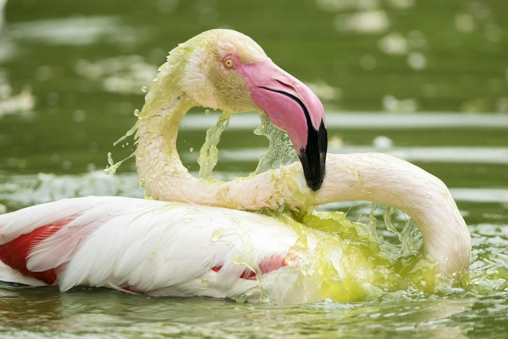 sowie die Flamingos. (c) Daniel Zupanc