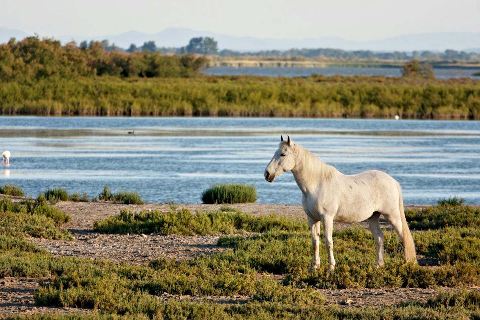 <b>Camargue-Pferde in der Provence:</b> Die Tiere gehören heute zu einer der letzten wild lebenden Pferderassen. Von den Bewohnern der Camargue wird das Gestüt deshalb auch liebevoll als "weißer Schatz aus dem Meer" bezeichnet. In Gruppen von bis zu 50 Tieren leben die weißen Pferde der Camargue in den Sumpflandschaften und auf den Weideflächen an der Küste Südfrankreichs.