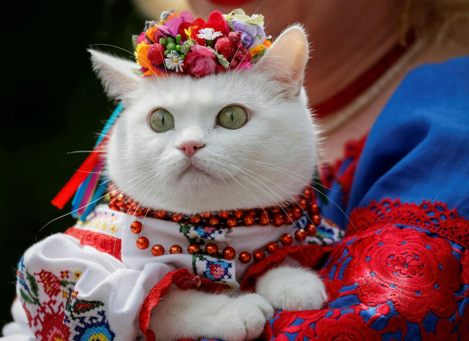Wer sagt, Trachten sind nur etwas für Menschen. Diese weiße Katze aus der Ukraine beweist das Gegenteil.