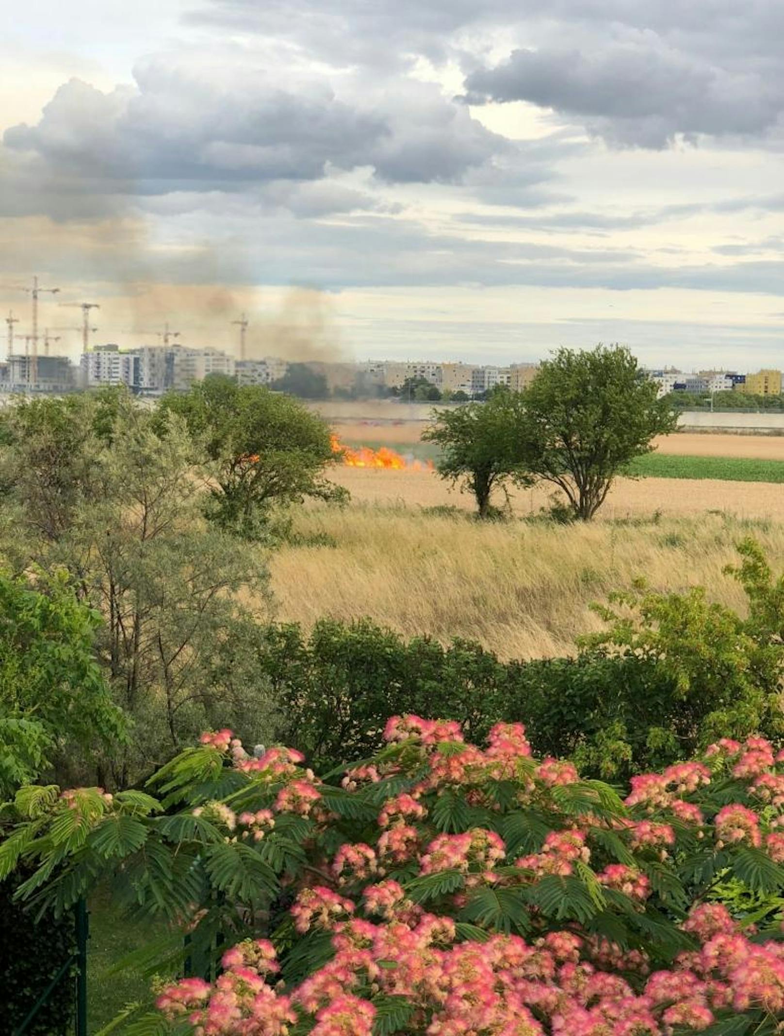 Kurz nach 19 Uhr brachen auf einem Feld in der Donaustadt Flammen aus.