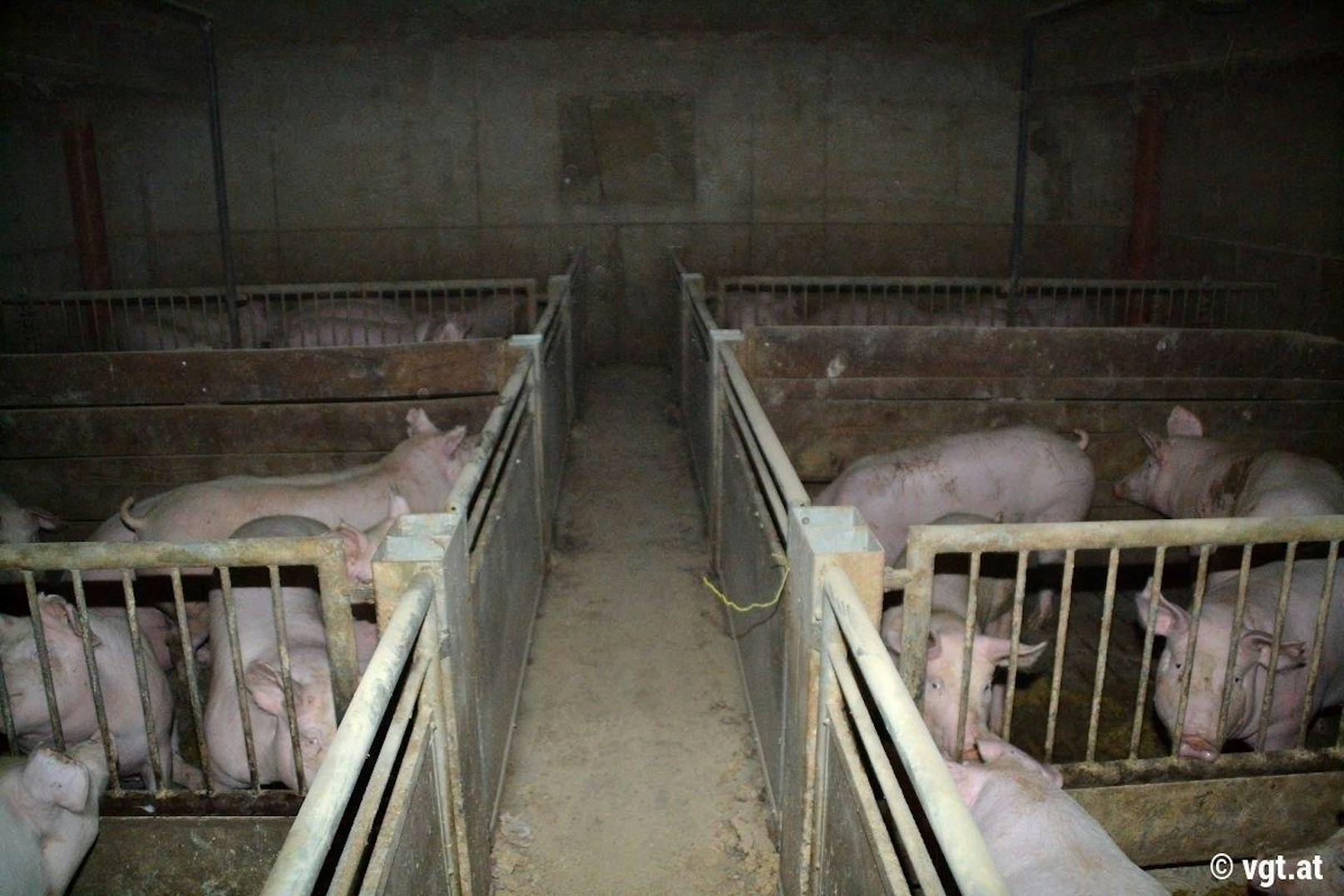 Vorwurf des VGT: "Schweine vegetieren in der Dunkelheit dahin."