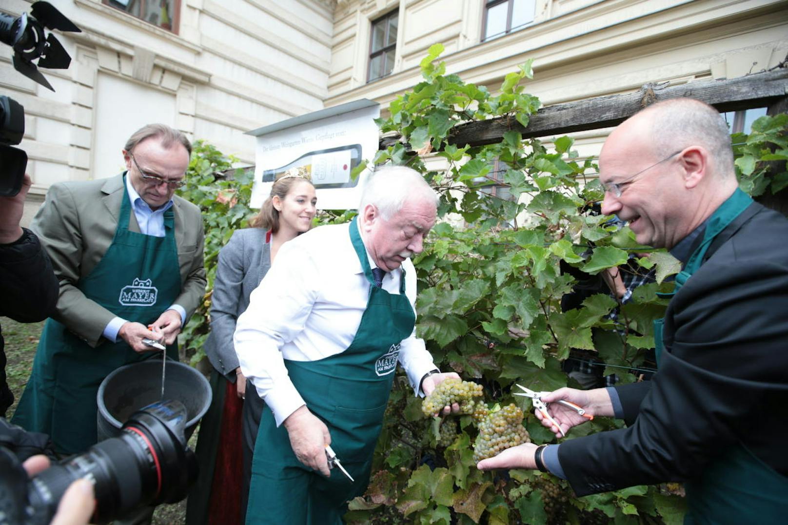 Weinlese im kleinsten Weingarten Wiens mit Bgm. Michael Häupl