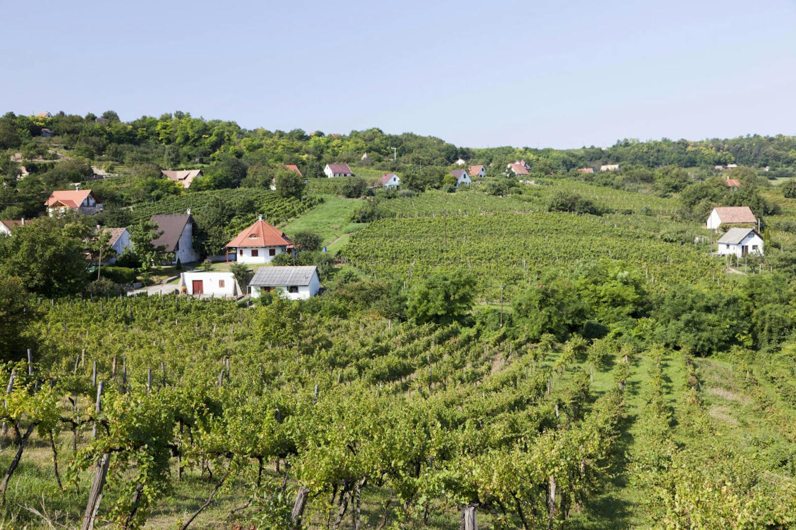Das Weinanbaugebiet <b>Szekszárd</b> ist das Napa Valley Ungarns.