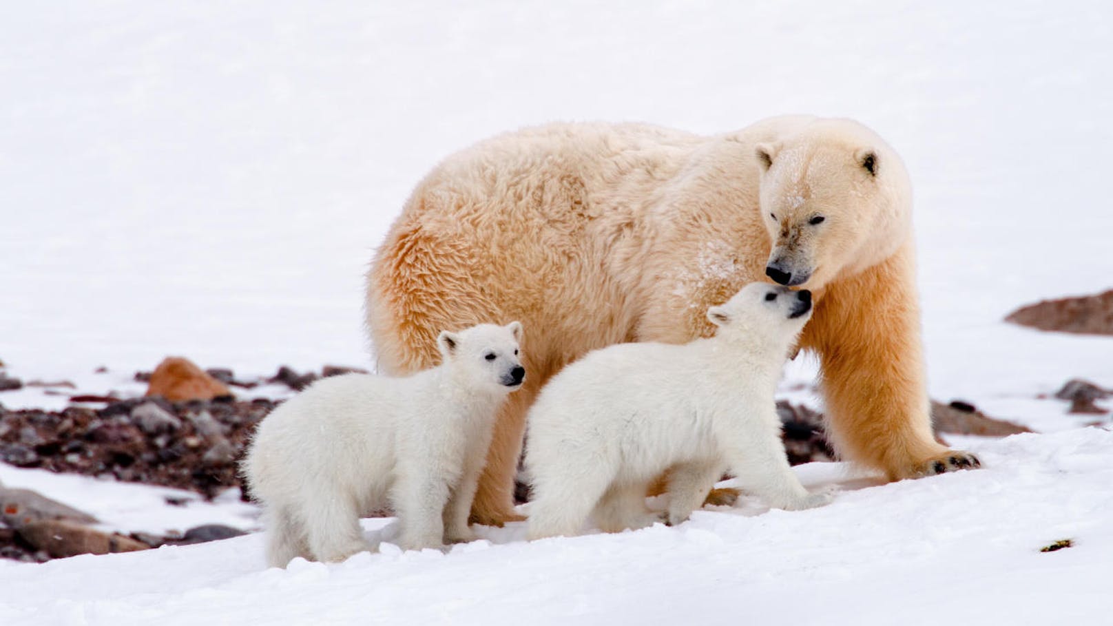In Windeseile wachsen: Dank ihres gesunden Appetits legen Eisbärenkinder schnell an Gewicht zu -nach zwei Monaten wiegen sie bereits 10 bis 15 Kilo. 