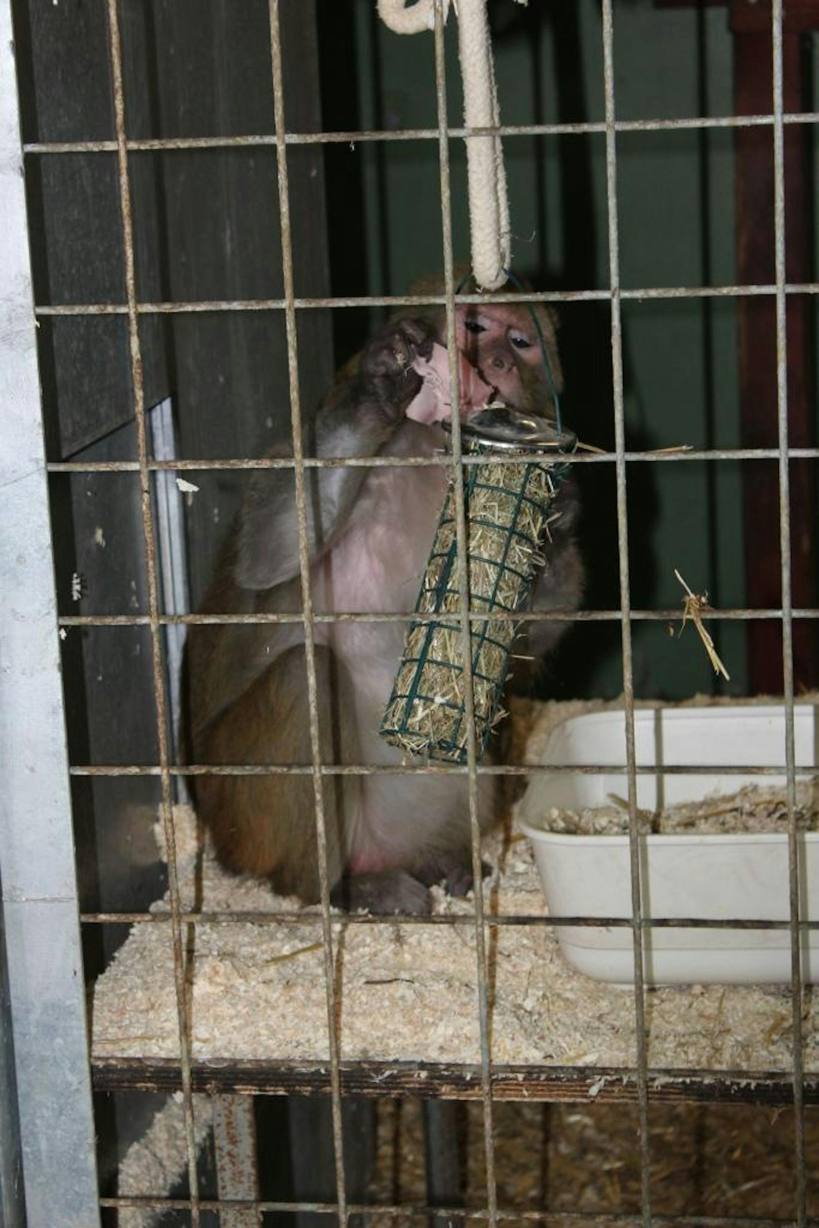 Rhesusaffe Pascha hat die Snack-Box schon entdeckt. (c) Wiener Tierschutzverein/WTV