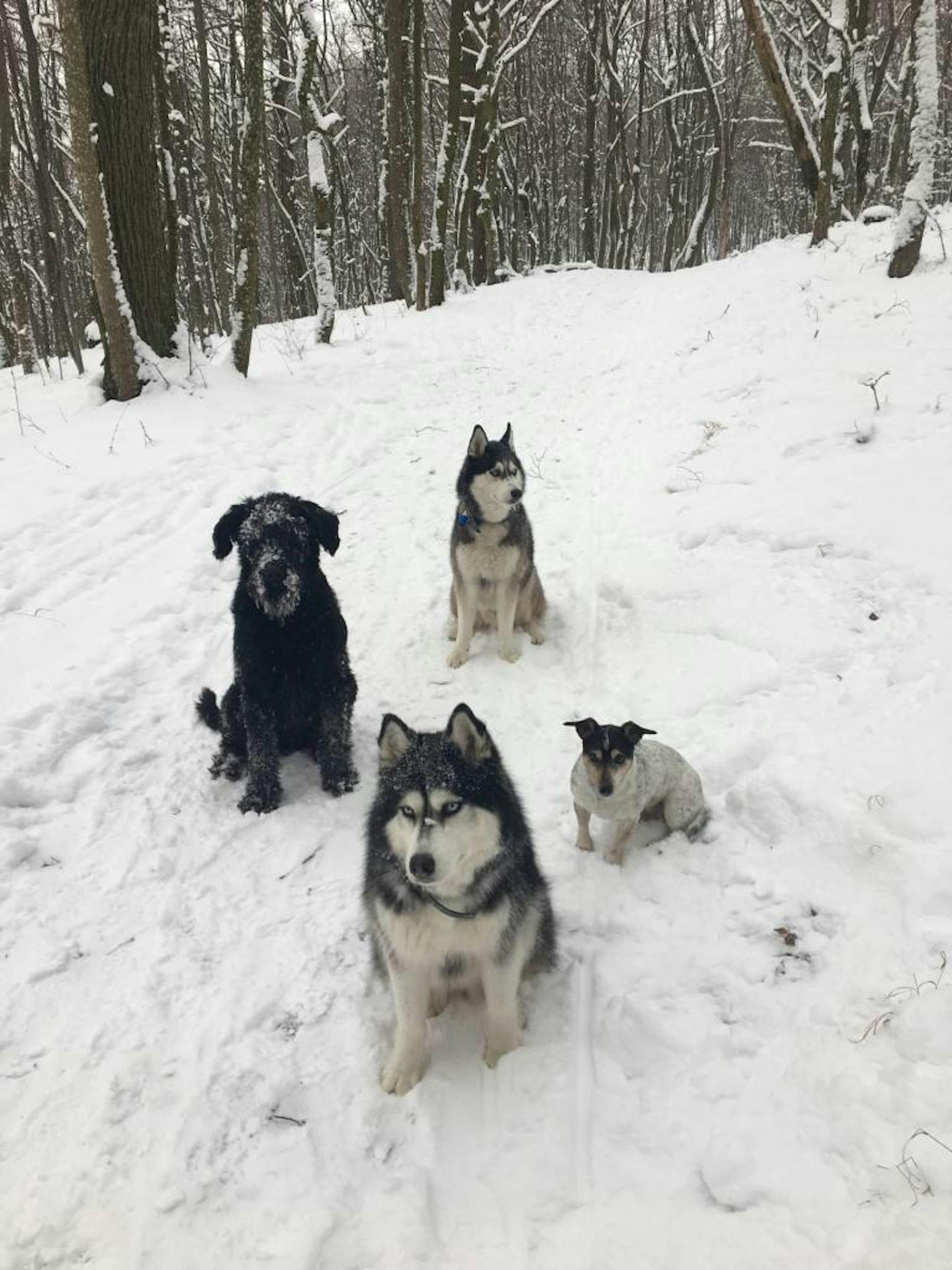 Milo, Khiro, Zera & Maya lieben Schnee
