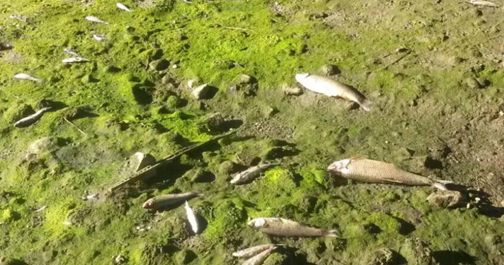Fische sind der heftigen Dürreperiode zum Opfer gefallen.