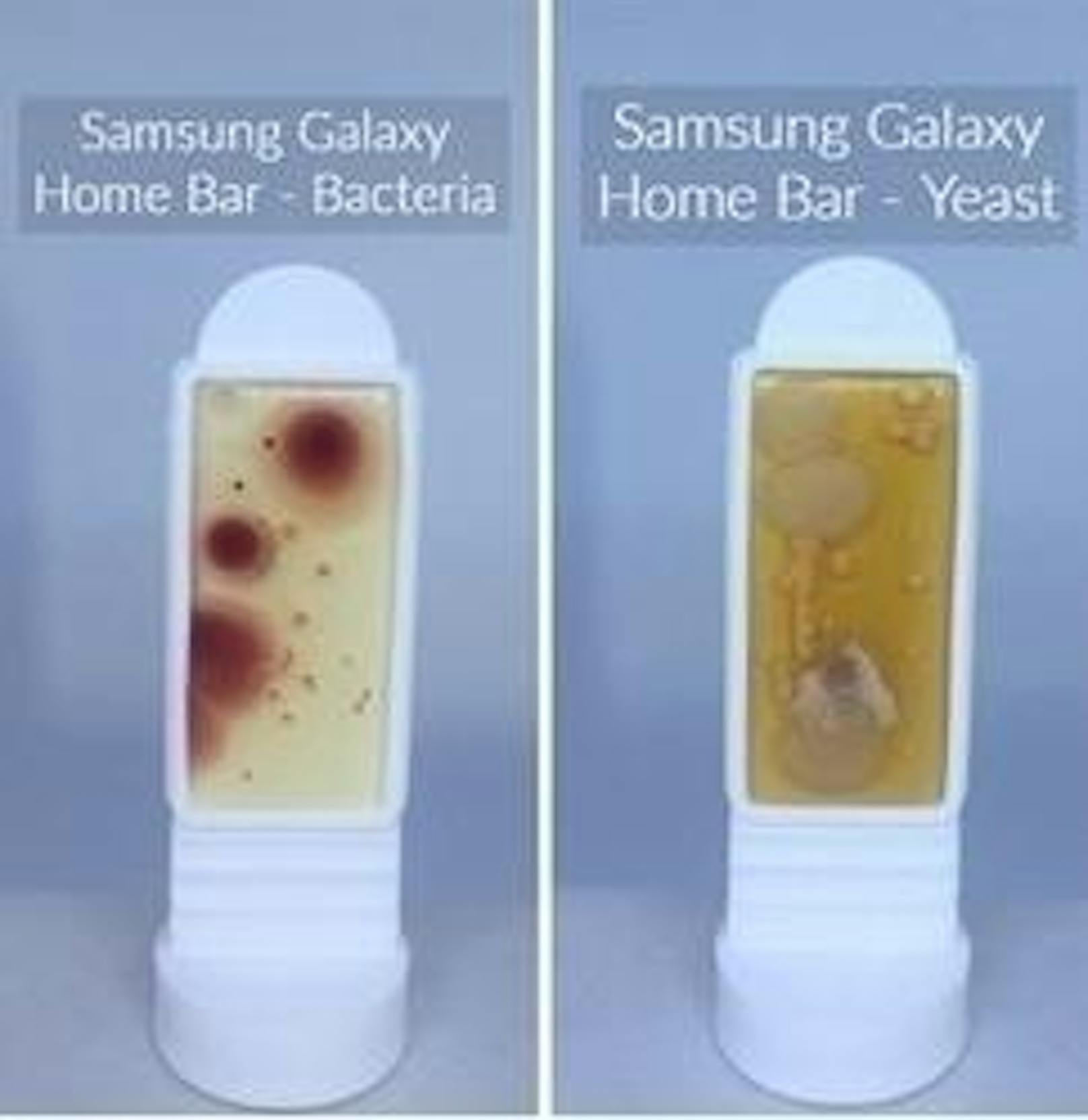Der Home-Button des Samsung Galaxy in der Bakterien- (l.) und der Hefepilz-Auswertung
