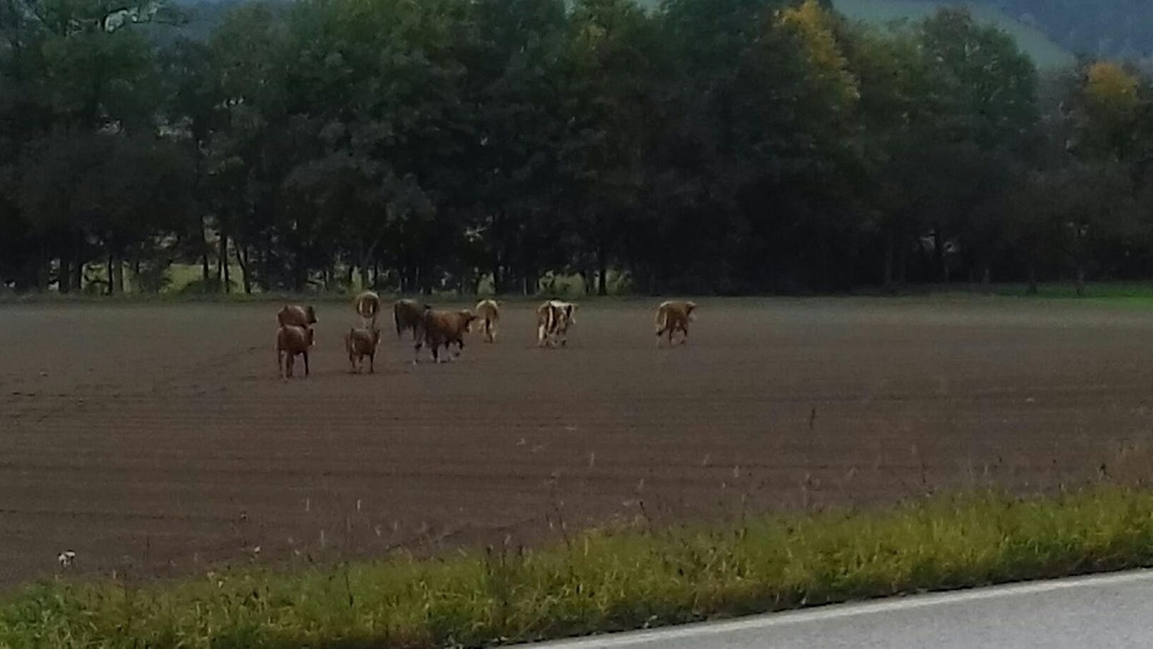 Die entlaufenen Kühe am Feld.