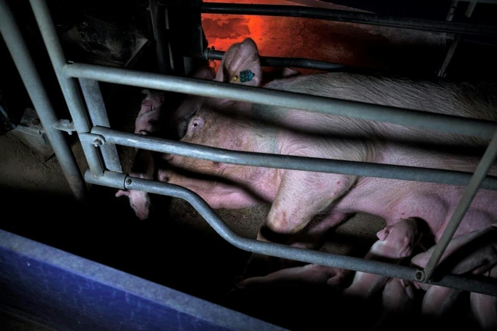 Bereits 2014 und 2016 deckte Animal Rights Watch (ARIWA) auf, dass Ferkel in deutschen Schweinevermehrungsbetrieben systematisch erschlagen werden, weil sich die Handaufzucht kleinerer Tiere finanziell nicht lohnt.