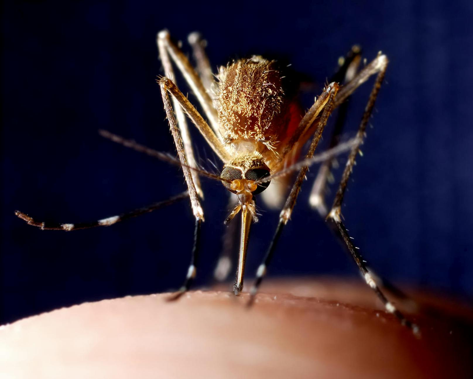Dann sucht die Mücke mit einer Art Rüssel ein Blutgefäss. Rezeptoren an dessen Ende weisen den Weg, indem sie die Chemikalien der Blutgefässe erschnüffeln. Durch diesen Rüssel saugt die Mücke dann auch das Blut an.