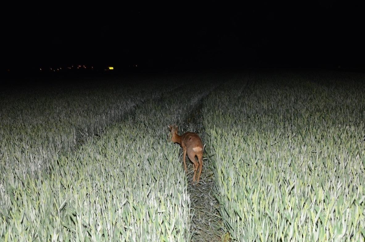 Happy End: Rehbock steckte in Zaunfest ... die Feuerwehr befreite das Tier