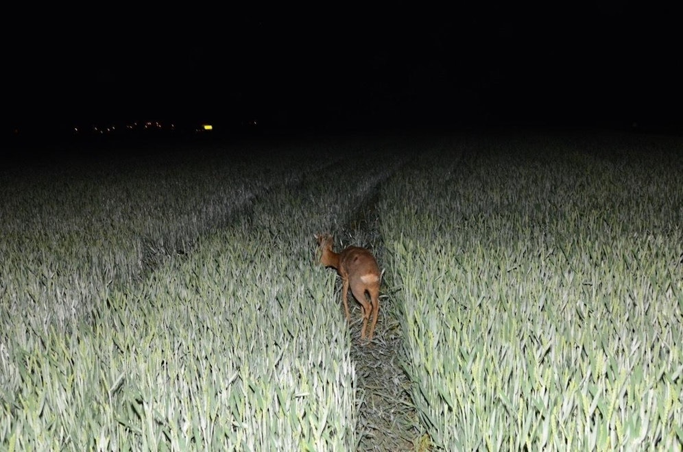 Der Rehbock sprang plötzlich auf die Straße. (Symbolfoto)