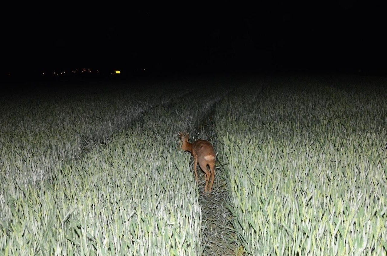 Heute.at - Crash mit Rehbock – E-Bike-Fahrer schwer verletzt
