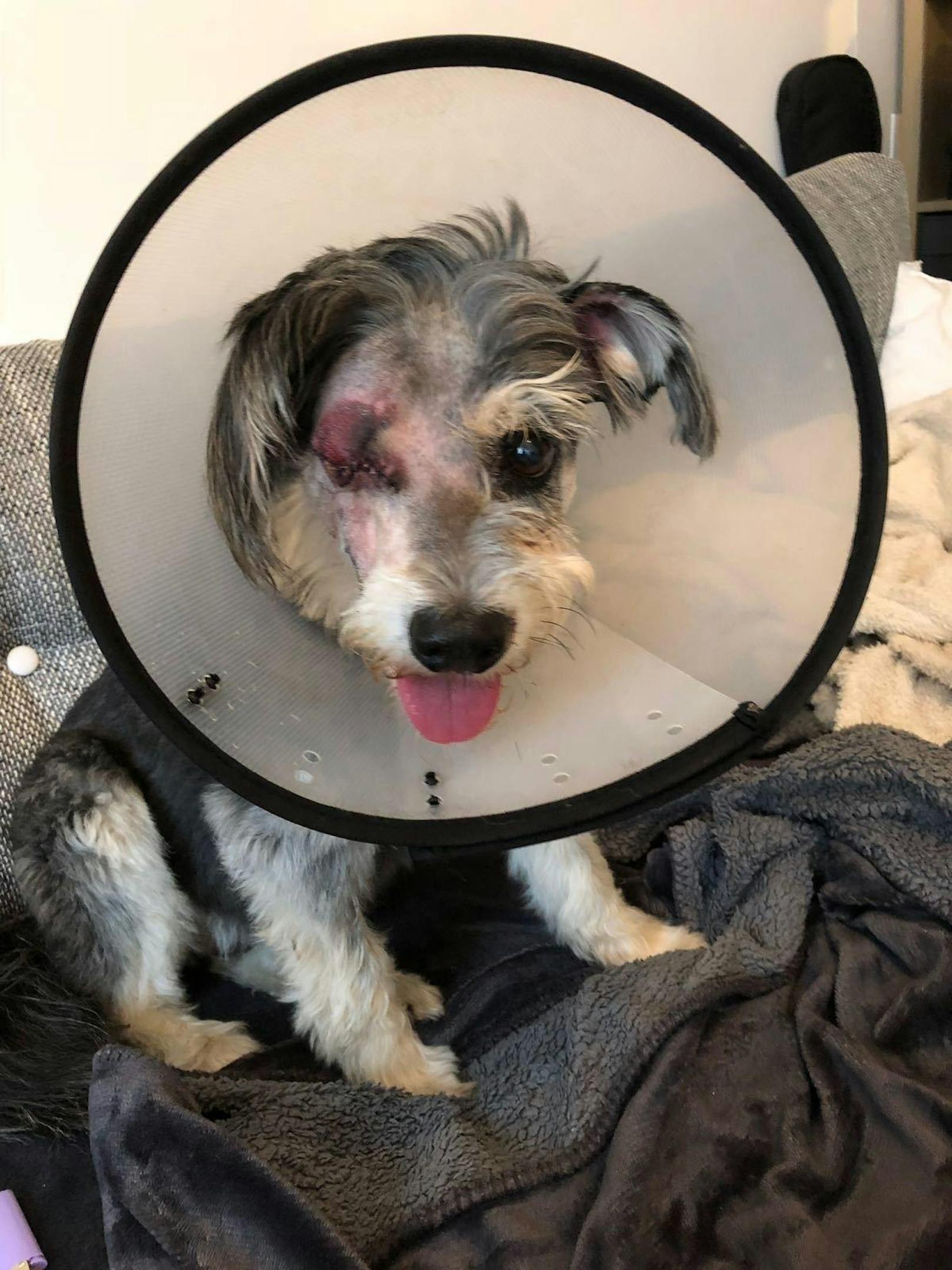 Der wuscheligen "Gina" musste das Auge amputiert werden. Ein fremder Hund war beim Gassigehen auf sie losgegangen.