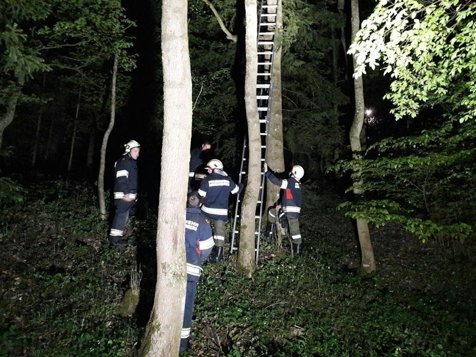 Kater "Felix" konnte nach vier Tagen seiner Familie übergeben werden. Die Freiwillige Feuerwehr Baumgartenberg rettete ihn vom Baum. 