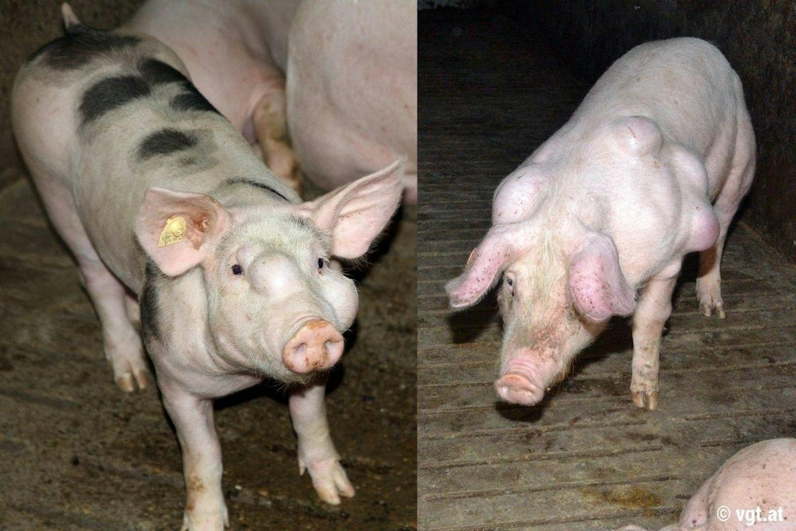 Vorwurf des VGT: "Schweine vegetieren in der Dunkelheit dahin."