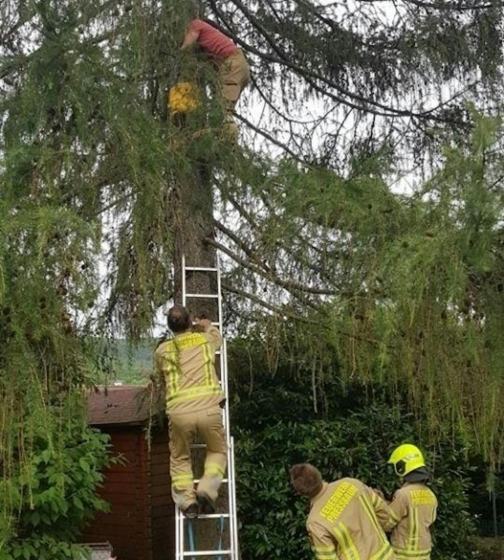 Auf diesen Baum war die Ketze geklettert - Rettung mit Leiter!