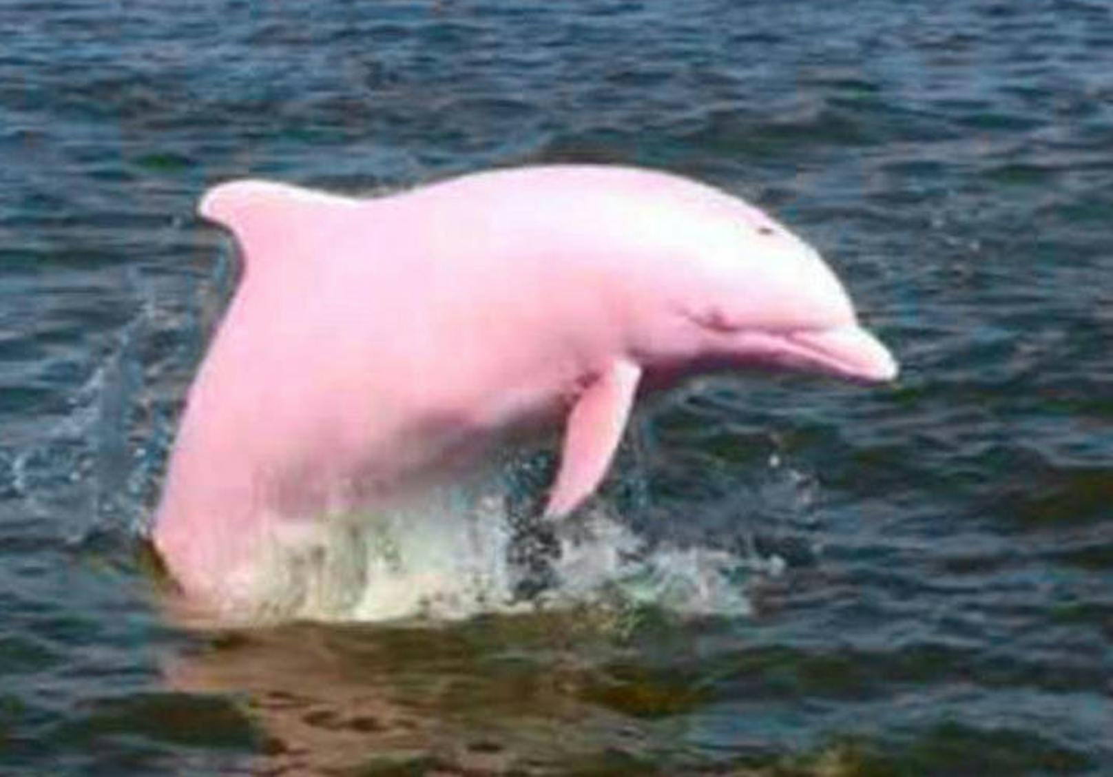 Anders bei Pinky, dem rosa Delfin. Er verdankt seine Hautfarbe höchstwahrscheinlich einem Gendefekt, der bei ihm Albinismus ausgelöst hat.
<b>Mehr Infos: </b> <a href="https://www.heute.at/timeout/virale_videos/story/Fotos-Rosa-Pinker-Delfin-Pinky-USA-Louisiana-46999140" target="_blank">Und plötzlich taucht ein pinkfarbener Delfin auf</a>