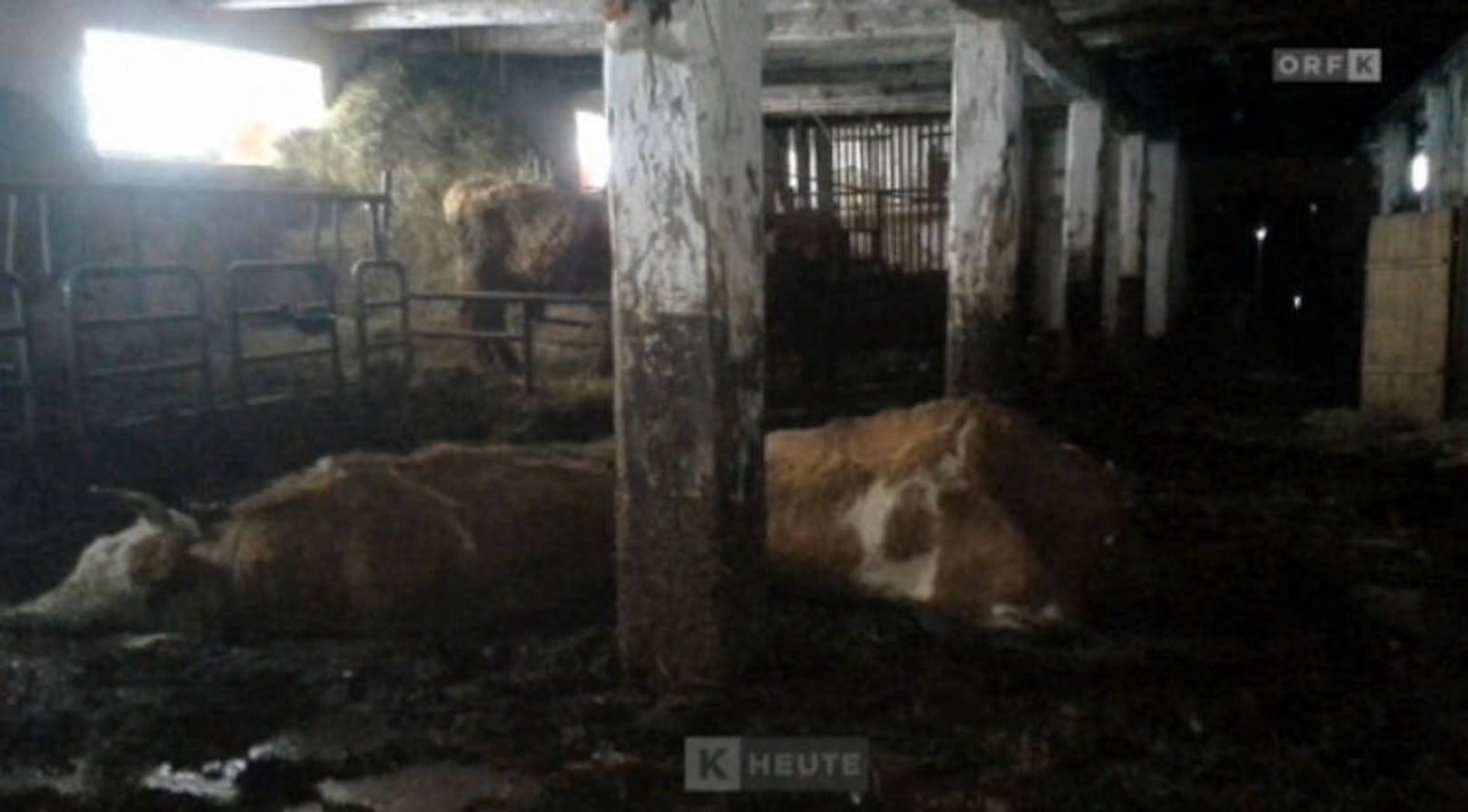 Drei tote Rinder wurden auf einem Kärntner Hof entdeckt.