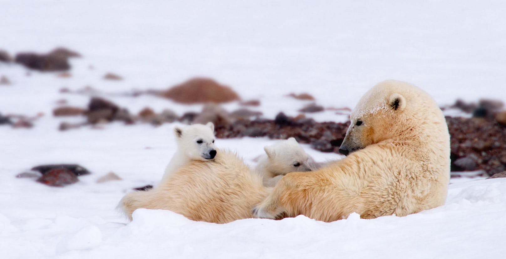 Eisbärin "Frost" kümmert sich liebevoll um ihre Kleinen. Zwischen ihren kräftigen Vorderbeinen und im weichen, warmen Bauchfell, ist ihr Nachwuchs gut vor dem eisigen Wind der Arktis geschützt. 