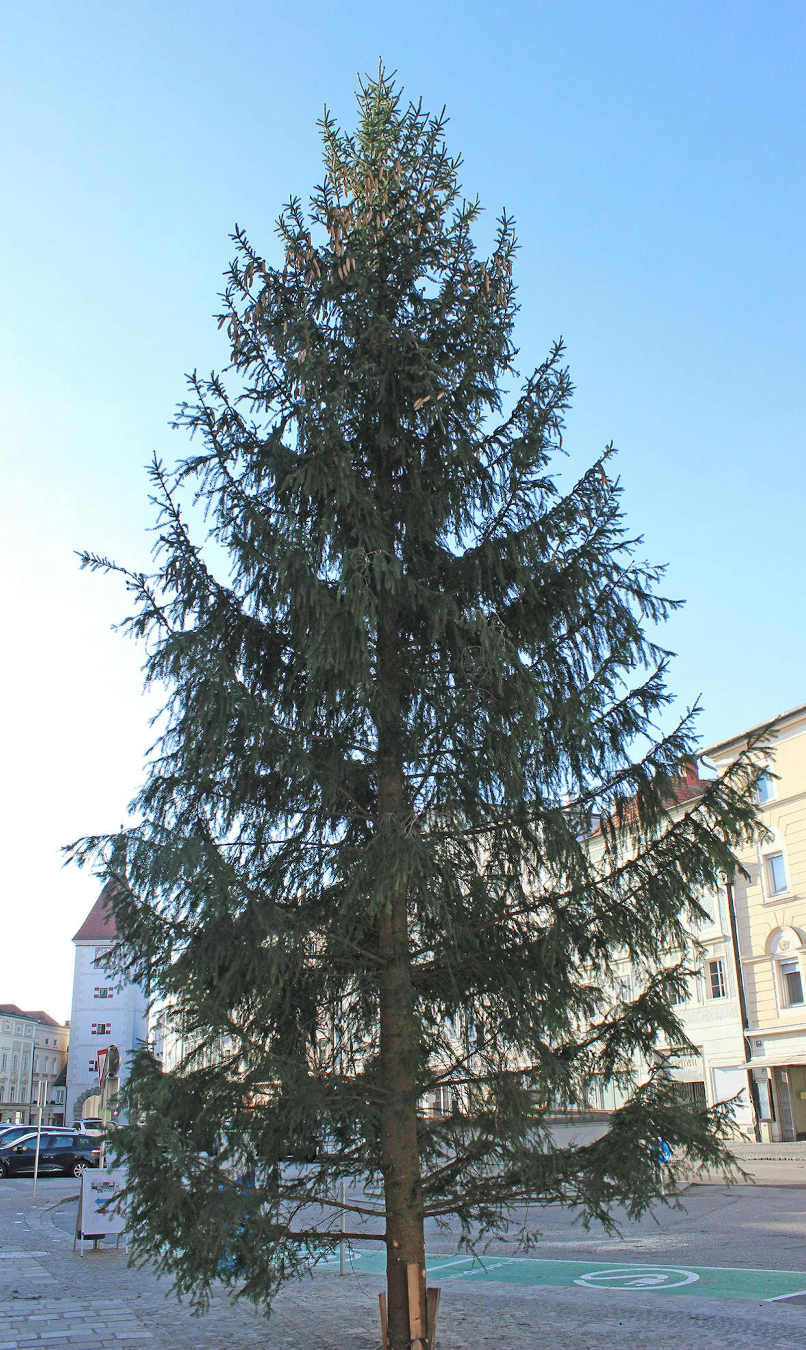 Der Christbaum in Wels.