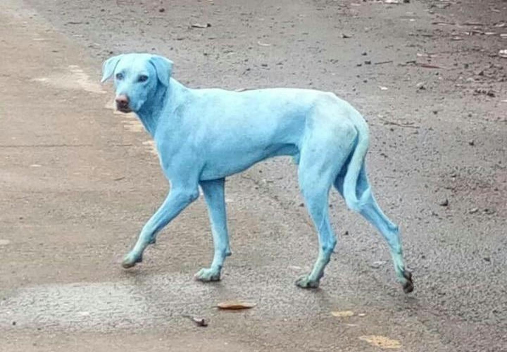 Eine andere Ursache liegt der Blaufärbung einiger Hunde, die in Indien entdeckt wurden, zugrunde.
<b>Mehr Infos: </b> <a href="https://www.heute.at/timeout/virale_videos/story/Blaue-Hunde-in-Indien-schocken-die-Welt-Umweltschutz-Mumbai-47817201">Streunende Hunde werden so blau wie Schlümpfe</a>