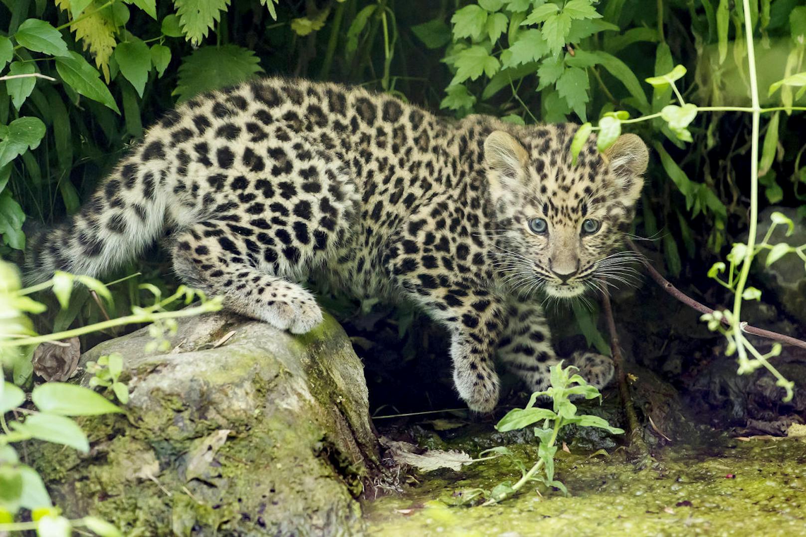 Der Leoparden-Nachwuchs kam am 27. März zur Welt.