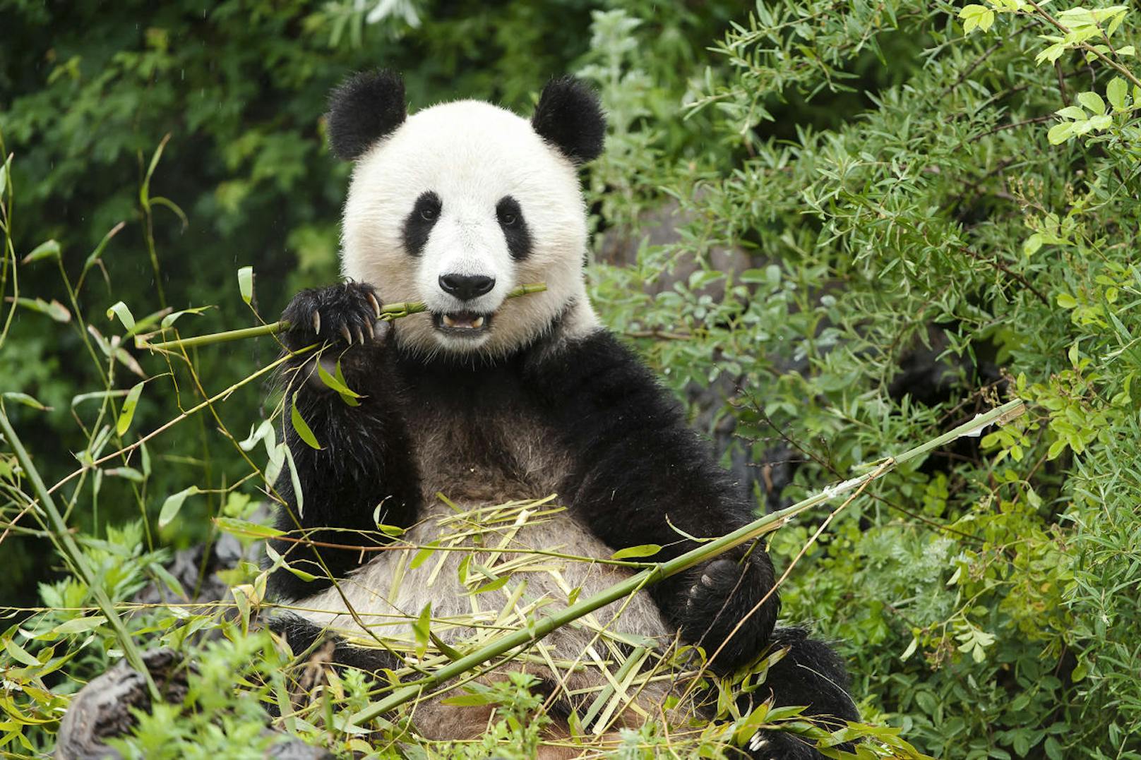 Vor allem bei den Pandas ist für den Fotografen Geduld angesagt.