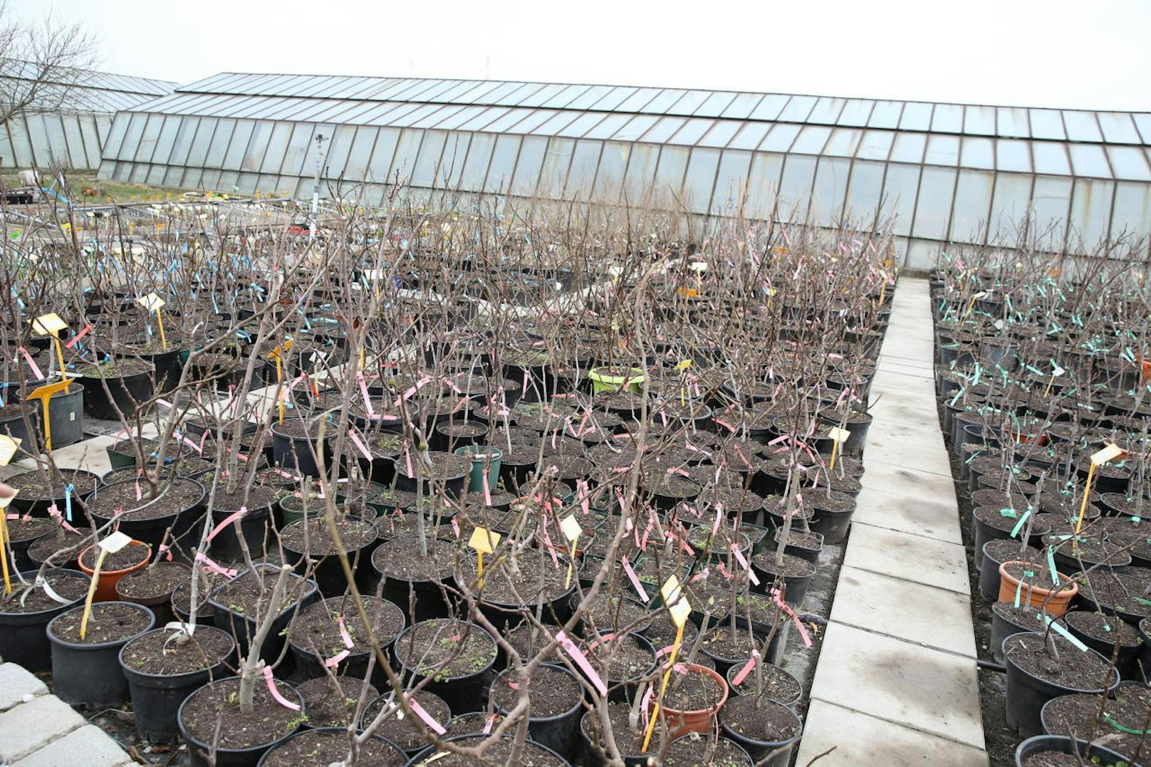 Wer eigene Feigen ernten will, kann im Bio-Feigenhof auch einen Feigenbaum erstehen. Rund 40 Sorten stehen zur Auswahl.