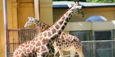 Zoos und Tierparks müssen wieder schließen