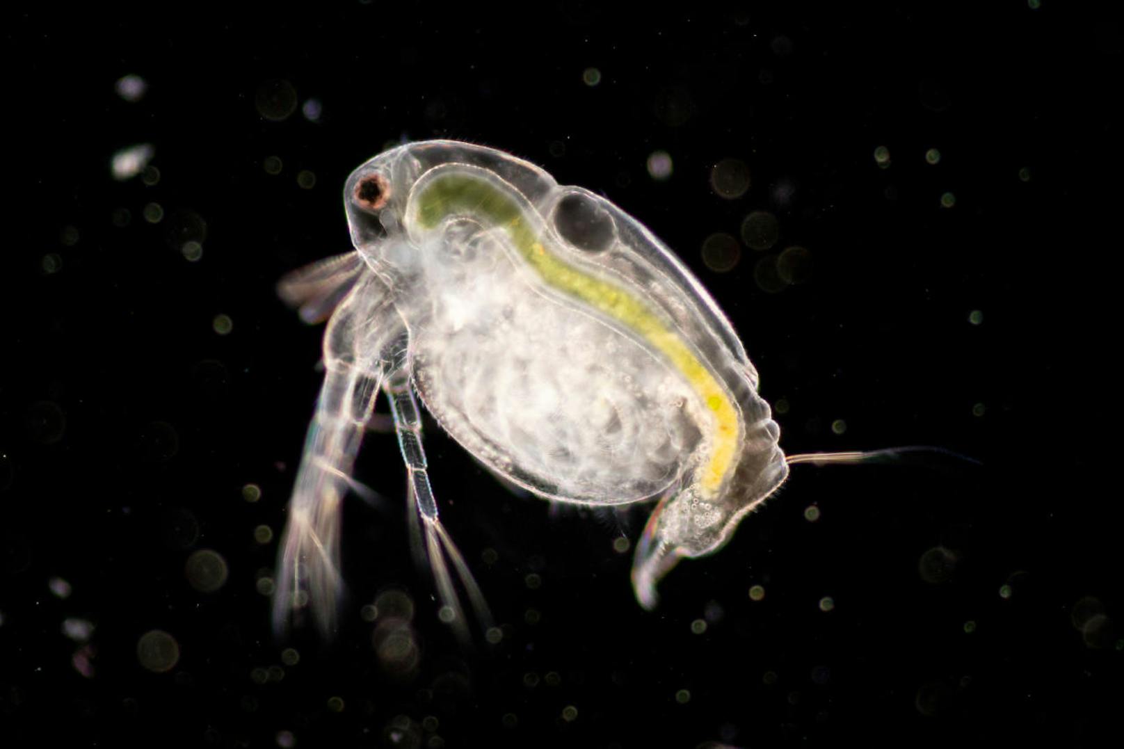 Sorgen um das Plankton machen sich auch die Forscher des Tara-Oceans-Projekts. Sie haben von 2012 bis 2015 35.000 Plankton-Proben aus den Ozeanen gesammelt, um zu erfahren, wie die winzigen Lebewesen die Umwelt beeinflussen und von ihr beeinflusst werden.