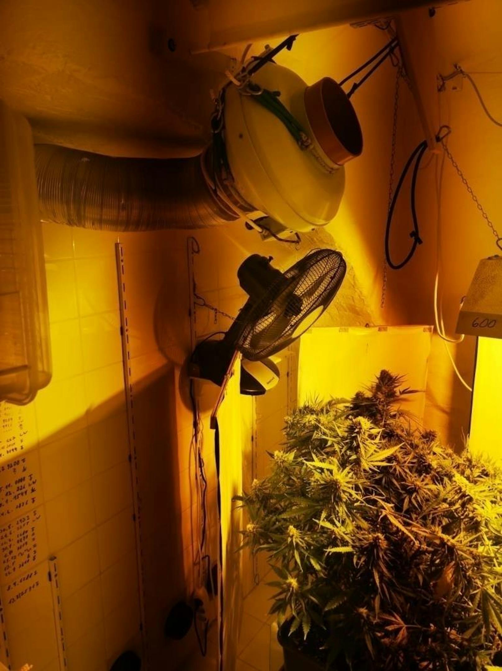 Polizisten der Polizei-Inspektion Donaufelder Straße fanden die Hanf-Plantage in einem Wohnhaus in der Floridusgasse.